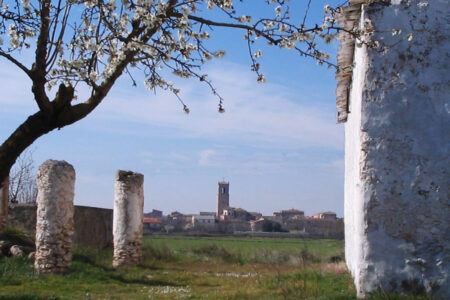 Arbol en flor