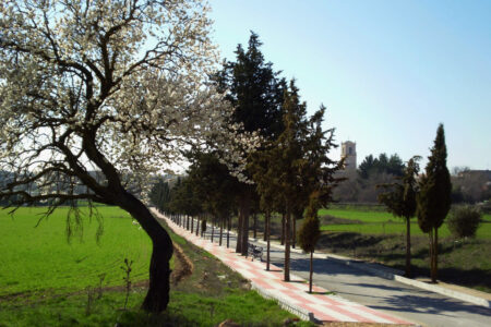 Árbol en flor