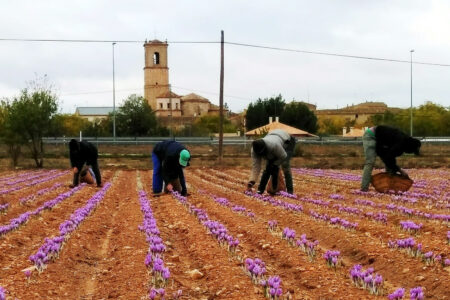 Cosechando azafrán